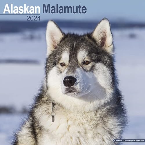 Alaskan Malamute Kalender 2024 von Generic
