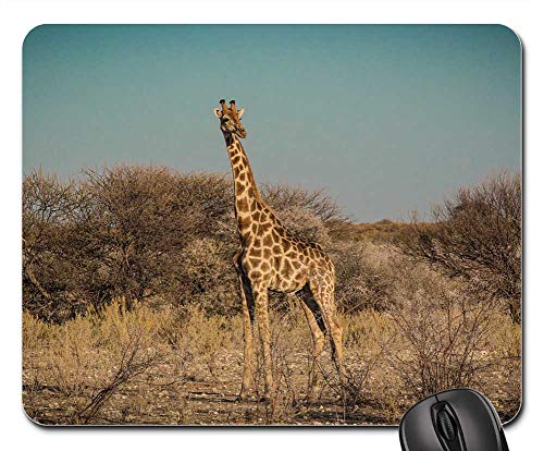Computer-Mauspad, Namibia Tierwelt Afrika Etosha Landschaft Safari rutschfest Mauspads Verschleißfest Gaming Mauspad Für Pc Professionelle Gamer Laptop 25X30Cm von Generic