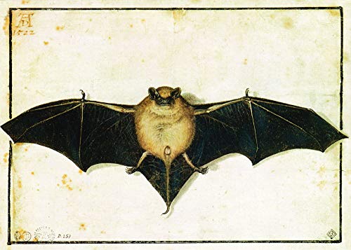 Kunstkarte Albrecht Dürer Fledermaus von Generic