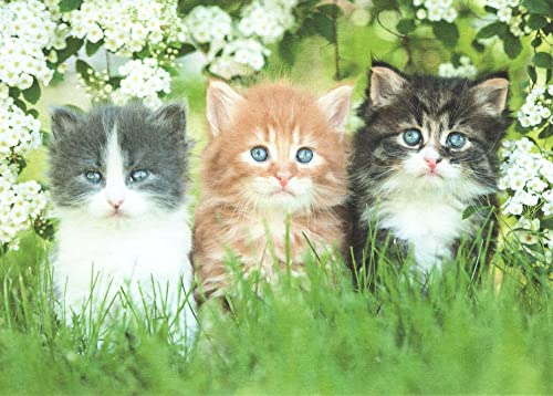 Postkarte Tiere Drei Kätzchen von Generic
