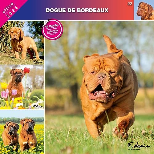 Kalender 2024 Dogge de Bordeaux (Affixe) von Générique
