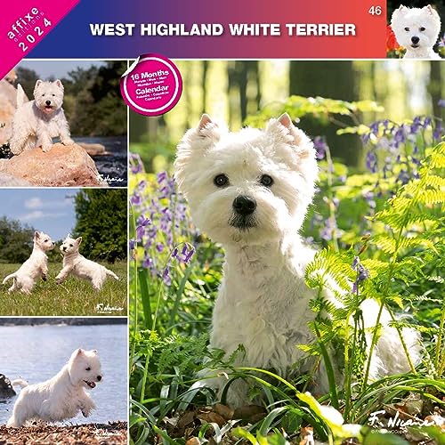 Kalender 2024 West Highland White Terrier (Affixe) von Générique