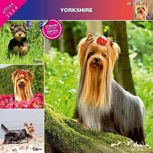 Kalender 2024 Yorkshire Terrier (Affixe) von Générique