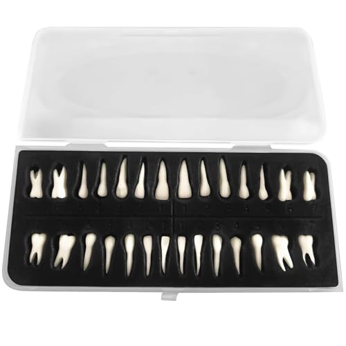 28 Stück Harz Dental Modell, Realistische 1:1 Nummerierte Zähne mit Tragbarer Box für Zahnerziehung und Training 28 Stück Harz Dental Modell, Realistische 1:1 Nummerierte Zähne mit Tragbarer Box für Zahnerziehung und Training von Generisch