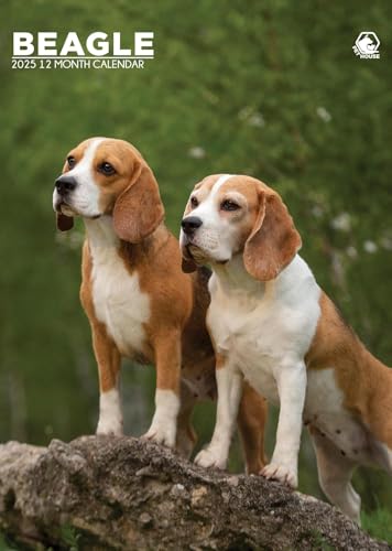 Beagle-Kalender 2025 von Generisch