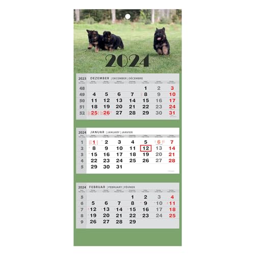 Kalender 2024 Wandkalender 3-Monats-Kalender Wandplaner Dreimonatskalender (Hunde) von Generisch
