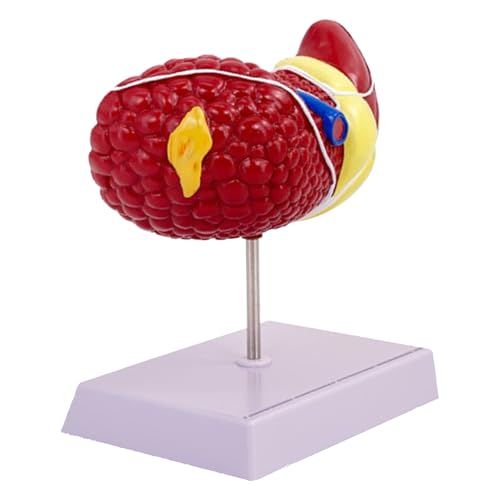 Lebermodell, Menschliches Lebermodell | Modell Anatomische Pathologie Mit Klarer Textur Für Anzeigen, Anatomische Anzeige, Vielseitiges Modell Human Leber School Für Wissenschaftliche Forschung Lebermodell, Menschliches Lebermodell | Modell Anatomische Pathologie Mit Klarer Textur Für Anzeigen, Anatomische Anzeige, Vielseitiges Modell Human Leber School Für Wissenschaftliche Forschung von Generisch