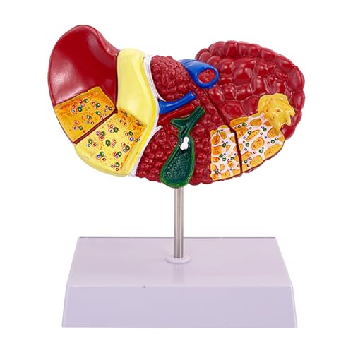 Lebermodell - Anatomische Pathologie Display für Bildung | Leuchtendes visuelles Lebermodell für das Studium der menschlichen Anatomie, Unterrichtswerkzeug im Klassenzimmer, medizinische Schulpraxis, Lebermodell - Anatomische Pathologie Display für Bildung | Leuchtendes visuelles Lebermodell für das Studium der menschlichen Anatomie, Unterrichtswerkzeug im Klassenzimmer, medizinische Schulpraxis, von Generisch