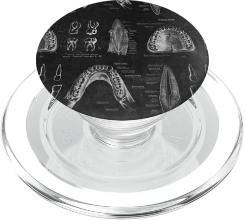 Zahnthema Vintage menschliche Zähne Anatomie Grafik PopSockets PopGrip für MagSafe von Gnosis Picture Archive