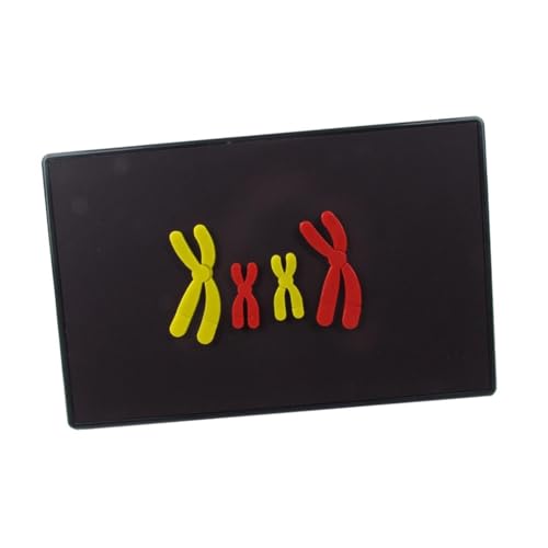 Gralara Anatomisches Menschliches Chromosomenmodell, Modell für Chromosomenänderungen, Einfach zu Bedienen, Tragbar von Gralara