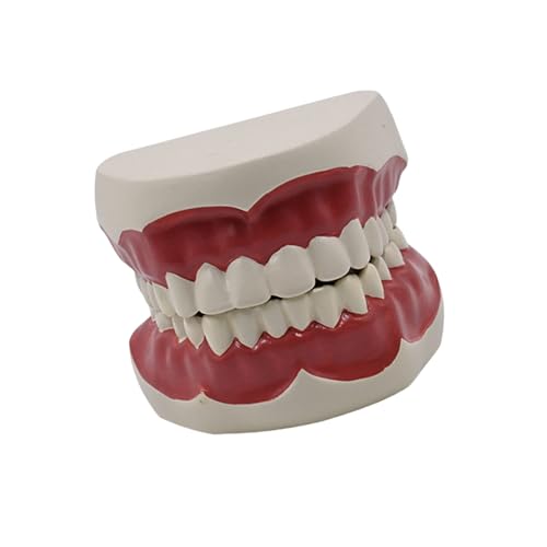 Dentals Typodont Standard Zahnmodell für Lehrpraxis Demonstration Zahnseide Modell Standard Lehrmodell von Gramigg