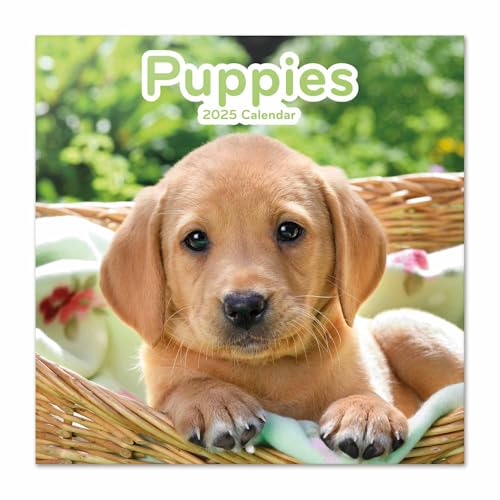 Grupo Erik Kalender 2025 Wandkalender 2025 Dogs Simon K. & Greg C. Hunde Kalender 2025 Familienplaner 30 x 30 cm Jahreskalender Familienkalender 2025 12 Monate von Grupo Erik