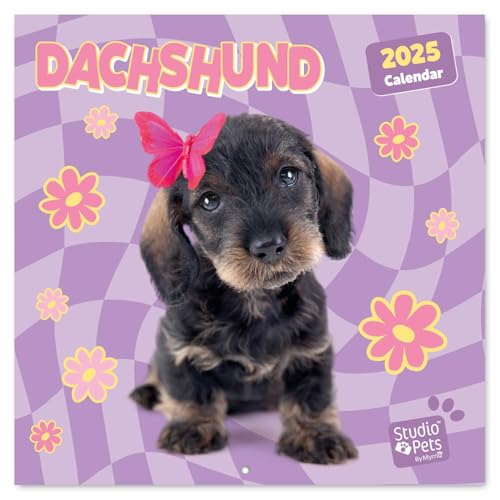Kalender 2025 Wandkalender 2025 Grupo Erik Studio Pets Dachs Kalender 2025 Familienplaner 30 x 30 cm Jahreskalender Familienkalender 2025 12 Monate von Grupo Erik