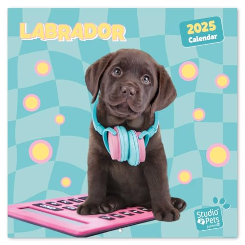 Grupo Erik Kalender 2025 Wandkalender 2025 Studio Pets Labrador Kalender 2025 Familienplaner 30 x 30 cm Jahreskalender Familienkalender 2025 12 Monate von Grupo Erik