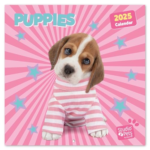 Kalender 2025 Wandkalender 2025 Grupo Erik Studio Pets Puppies Welpen Kalender 2025 Familienplaner 30 x 30 cm Jahreskalender Familienkalender 2025 12 Monate von Grupo Erik