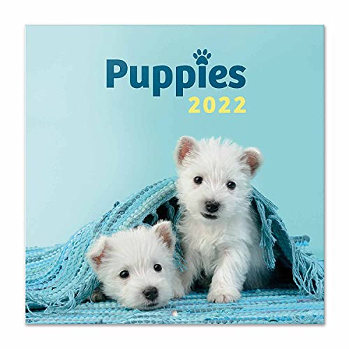 Grupo Erik Simon K. & Greg C. Hund Kalender 2022 Wandkalender 2022 Groß für 16 Monate, CP22038, Blau von Grupo Erik