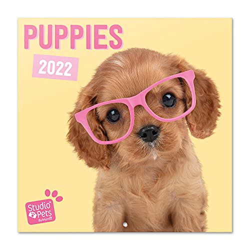 Grupo Erik Studio Pets Hunde Kalender 2022 Wandkalender 2022 Groß für 16 Monate von Grupo Erik