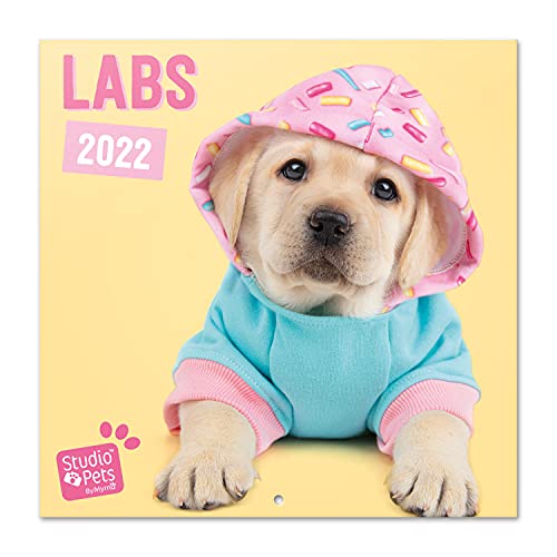 Grupo Erik Studio Pets Labrador Hunde Kalender 2022 Wandkalender 2022 Groß für 16 Monate von Grupo Erik
