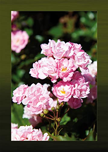 Postkarten Set Blumen - 10 identische Karten (Sommerblume auf Postkarte - Postkartenset Ansichtskarte) 17154 von Guido Jakobs