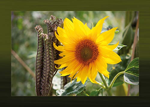 Postkarten Set Sonnenblume - 10 identische Karten (Sommerblume auf Postkarte - Postkartenset Ansichtskarte) 17139 von Guido Jakobs