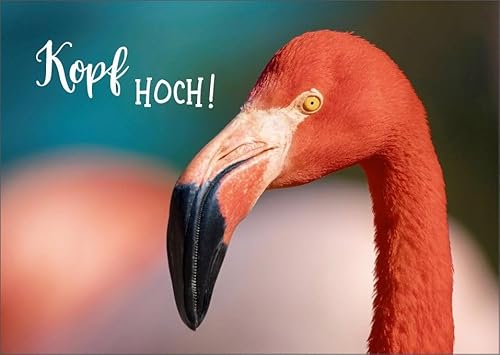 Gutsch Verlag Geburtstagskarte Flamingo Motiv - Kopf hoch Lebensweisheit, Rosa Tiermotiv Natur Fotografie, Farbenfrohe Ermutigungs- Gutsch Verlag Geburtstagskarte Flamingo Motiv - Kopf hoch Lebensweisheit, Rosa Tiermotiv Natur Fotografie, Farbenfrohe Ermutigungs- von Gutsch Verlag