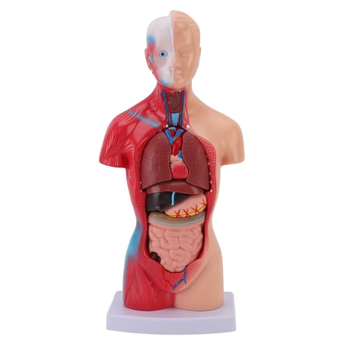 Medizinstudent Menschliches Körpermodell, 15 -teilige Teile Interaktive Anatomie PVC Primärsekundäre Studenten Organe Assembly Exploration Tool von HEEPDD