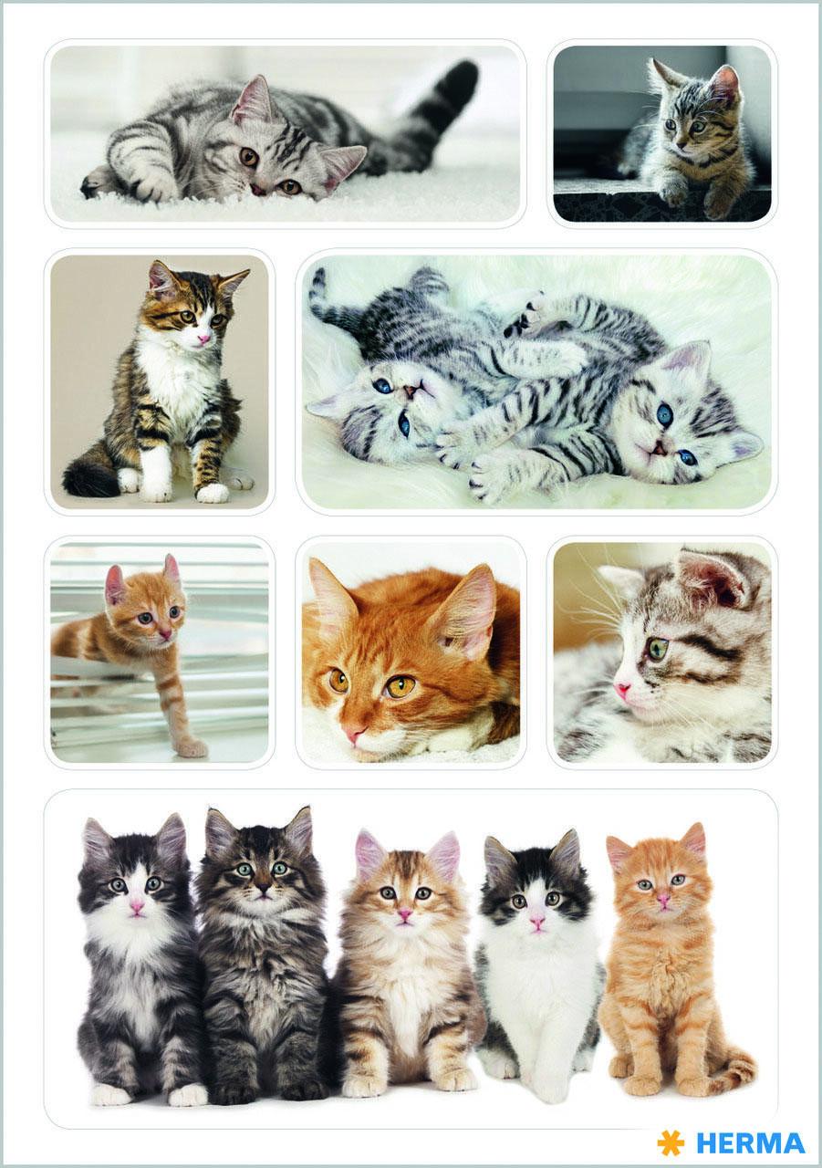 HERMA Aufkleber Katzen HERMA Aufkleber Katzen von HERMA