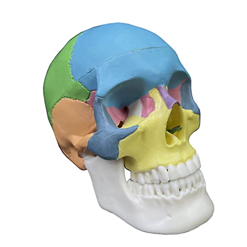 Abnehmbares 4D-zerlegtes Farb-Anatomie-Totenkopf-Modell, Lernwerkzeug, Lebensgröße, menschliche Organe, anatomisches Modell, Lehrwerkzeug von HINAYOSAN
