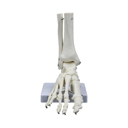 Human Foot Gelenkskelettmodell PVC Fuß Gelenkskelettmodell Für Die Unterricht Klinische Demonstrationen Und Anatomieforschung von HIOPOIUYT