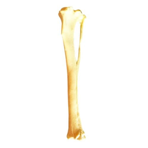 Hunde Tibia Skelettmodell Für Den Bericht Über Die Anatomie Des Hundes Tibia Schädel Modell Pädagogische Ausrüstung von HOOLRZI