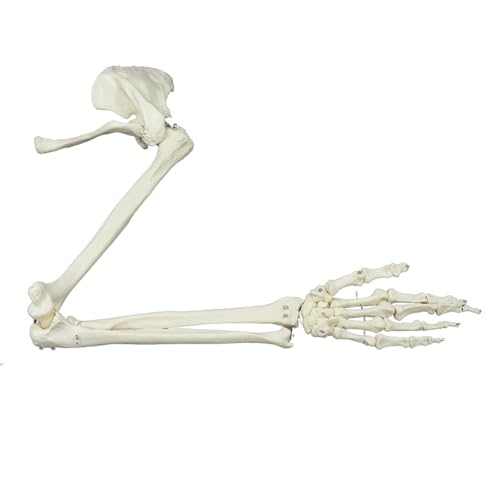Medicals Anatomical Model Human Skeleton Arm Skelette Studie Modell Lebensgröße Human Arm Gelenkmodell Arm Skeleton Modell von HUAANYA