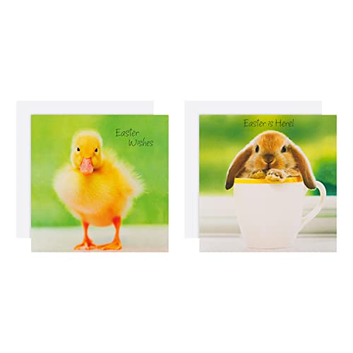 Hallmark Osterkarten für Wohltätigkeitsorganisationen – 10 Karten in 2 niedlichen Tier-Foto-Designs von Hallmark