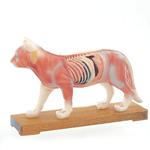HeineScientific Akupunktur-Modell Katze von HeineScientific