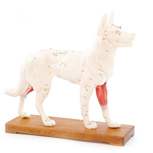 HeineScientific Akupunkturmodell Hund HeineScientific Akupunkturmodell Hund von HeineScientific