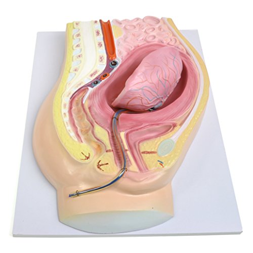 HeineScientific Anatomisches Modell der Plazentaablösung HeineScientific Anatomisches Modell der Plazentaablösung von HeineScientific