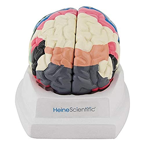 HeineScientific Gehirn mit Brodmann-Arealen HeineScientific Gehirn mit Brodmann-Arealen von HeineScientific