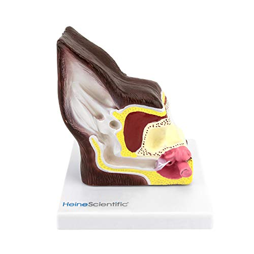 HeineScientific Hundeohr, gesund/krank von HeineScientific