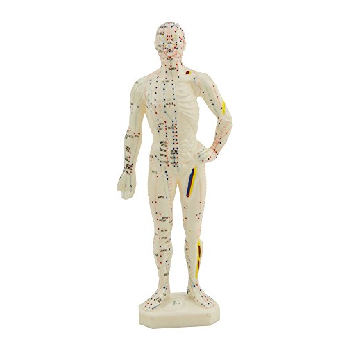 HeineScientific Kleines Akupunkturmodell HeineScientific Kleines Akupunkturmodell von HeineScientific