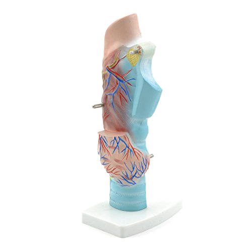 HeineScientific Larynxmodell, 3-teilig HeineScientific Larynxmodell, 3-teilig von HeineScientific