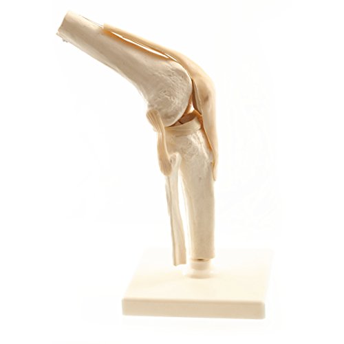 HeineScientific Menschliches Knie-Modell HeineScientific Menschliches Knie-Modell von HeineScientific