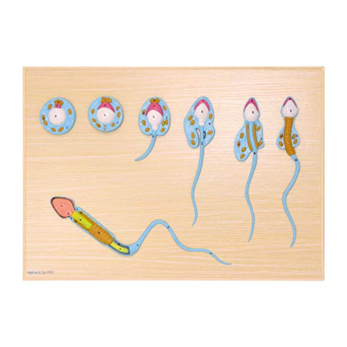 HeineScientific Modell der Spermatogenese, Schnittmodell HeineScientific Modell der Spermatogenese, Schnittmodell von HeineScientific