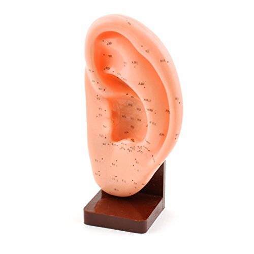 HeineScientific Ohr-Akupunkturmodell HeineScientific Ohr-Akupunkturmodell von HeineScientific