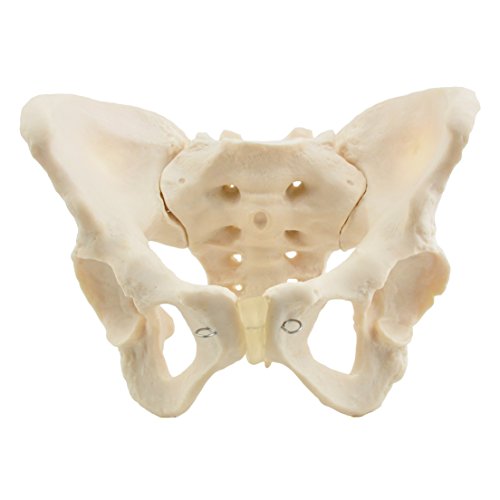HeineScientific Weibliches knöchernes Beckenmodell HeineScientific Weibliches knöchernes Beckenmodell von HeineScientific