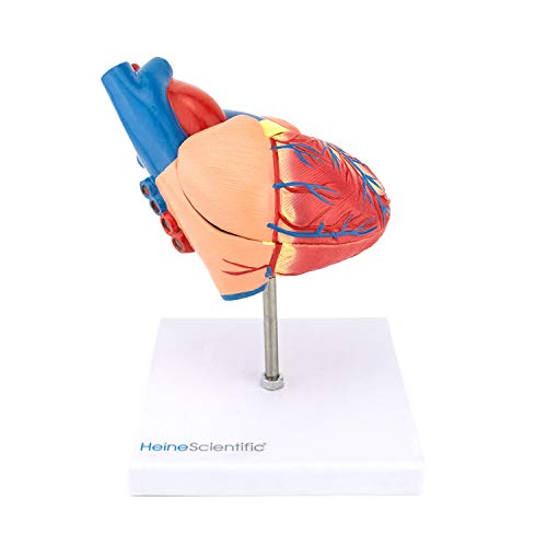 HeineScientific menschliches Herzmodell von HeineScientific