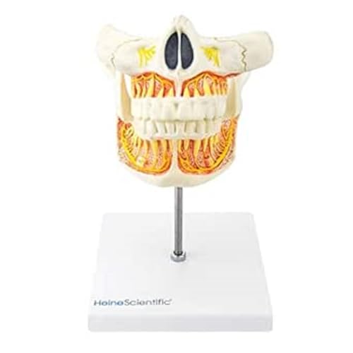 HeineScientific vergößertes Modell eines Erwachsenen-Gebisses mit offenem Kiefer HeineScientific vergößertes Modell eines Erwachsenen-Gebisses mit offenem Kiefer von HeineScientific