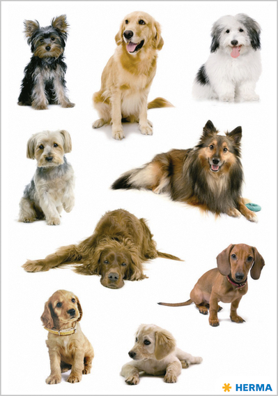 HERMA Sticker DECOR , Hundefotos, von Herma