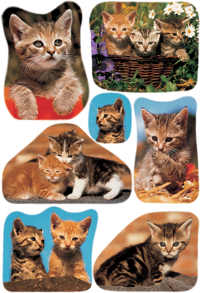 HERMA Sticker DECOR , Katzenfotos, von Herma