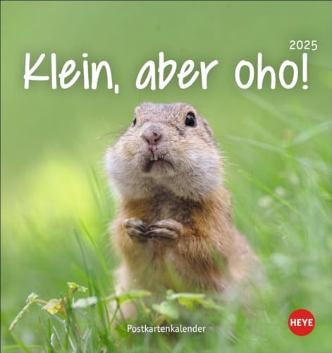 Klein, aber oho! Postkartenkalender 2025: Von Igel über Quokka bis Waschbär: Tierkalender zum Sammeln und Verschicken. Kleiner Monats-Tischkalender ... oder Aufhängen. (Postkartenkalender Heye) von Heye