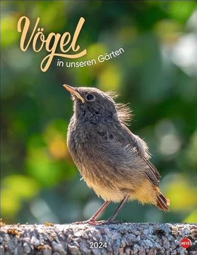 Vögel in unseren Gärten Posterkalender 2024. Viele Fotos und informative Texte zu 12 Vogelarten in einem faszinierenden Wandkalender. Dekorativer Kalender mit Mehrwert für Tierfreunde. von Heye