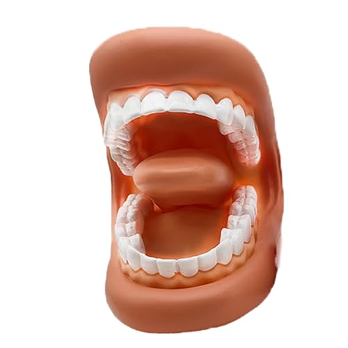 Ibuloule Mundmodell,Zahnmodell | Weicher Mund tragbar - Pädagogisches Zahnmodell, handtragbar, weiches Modell für Kinder, Erwachsene, Studenten, Klassenzimmer von Ibuloule